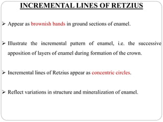 INCREMENTAL LINES OF RETZIUS
 Appear as brownish bands in ground sections of enamel.
 Illustrate the incremental pattern of enamel, i.e. the successive
apposition of layers of enamel during formation of the crown.
 Incremental lines of Retzius appear as concentric circles.
 Reflect variations in structure and mineralization of enamel.
 