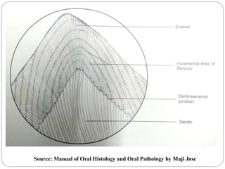 Source: Manual of Oral Histology and Oral Pathology by Maji Jose
 