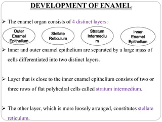 DEVELOPMENT OF ENAMEL
 The enamel organ consists of 4 distinct layers:
 Inner and outer enamel epithelium are separated by a large mass of
cells differentiated into two distinct layers.
 Layer that is close to the inner enamel epithelium consists of two or
three rows of flat polyhedral cells called stratum intermedium.
 The other layer, which is more loosely arranged, constitutes stellate
reticulum.
 