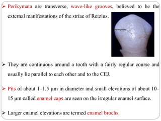  Perikymata are transverse, wave-like grooves, believed to be the
external manifestations of the striae of Retzius.
 They are continuous around a tooth with a fairly regular course and
usually lie parallel to each other and to the CEJ.
 Pits of about 1–1.5 μm in diameter and small elevations of about 10–
15 μm called enamel caps are seen on the irregular enamel surface.
 Larger enamel elevations are termed enamel brochs.
 