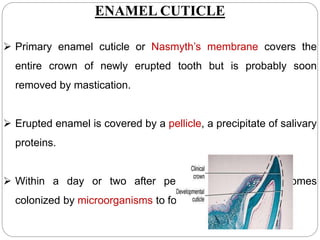 ENAMEL CUTICLE
 Primary enamel cuticle or Nasmyth’s membrane covers the
entire crown of newly erupted tooth but is probably soon
removed by mastication.
 Erupted enamel is covered by a pellicle, a precipitate of salivary
proteins.
 Within a day or two after pellicle formation, it becomes
colonized by microorganisms to form bacterial plaque.
 