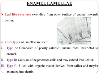 ENAMEL LAMELLAE
 Leaf like structures extending from outer surface of enamel towards
dentin.
 Three types of lamellae are seen:
i. Type A: Composed of poorly calcified enamel rods. Restricted to
enamel.
ii. Type B: Consists of degenerated cells and may extend into dentin.
iii. Type C: Filled with organic matter derived from saliva and maybe
extended into dentin.
 