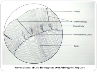 Source: Manual of Oral Histology and Oral Pathology by Maji Jose
 