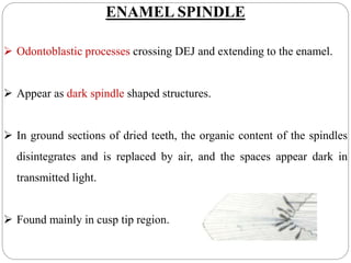 ENAMEL SPINDLE
 Odontoblastic processes crossing DEJ and extending to the enamel.
 Appear as dark spindle shaped structures.
 In ground sections of dried teeth, the organic content of the spindles
disintegrates and is replaced by air, and the spaces appear dark in
transmitted light.
 Found mainly in cusp tip region.
 
