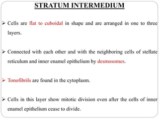 STRATUM INTERMEDIUM
 Cells are flat to cuboidal in shape and are arranged in one to three
layers.
 Connected with each other and with the neighboring cells of stellate
reticulum and inner enamel epithelium by desmosomes.
 Tonofibrils are found in the cytoplasm.
 Cells in this layer show mitotic division even after the cells of inner
enamel epithelium cease to divide.
 