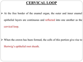 CERVICAL LOOP
 At the free border of the enamel organ, the outer and inner enamel
epithelial layers are continuous and reflected into one another as the
cervical loop.
 When the crown has been formed, the cells of this portion give rise to
Hertwig’s epithelial root sheath.
 