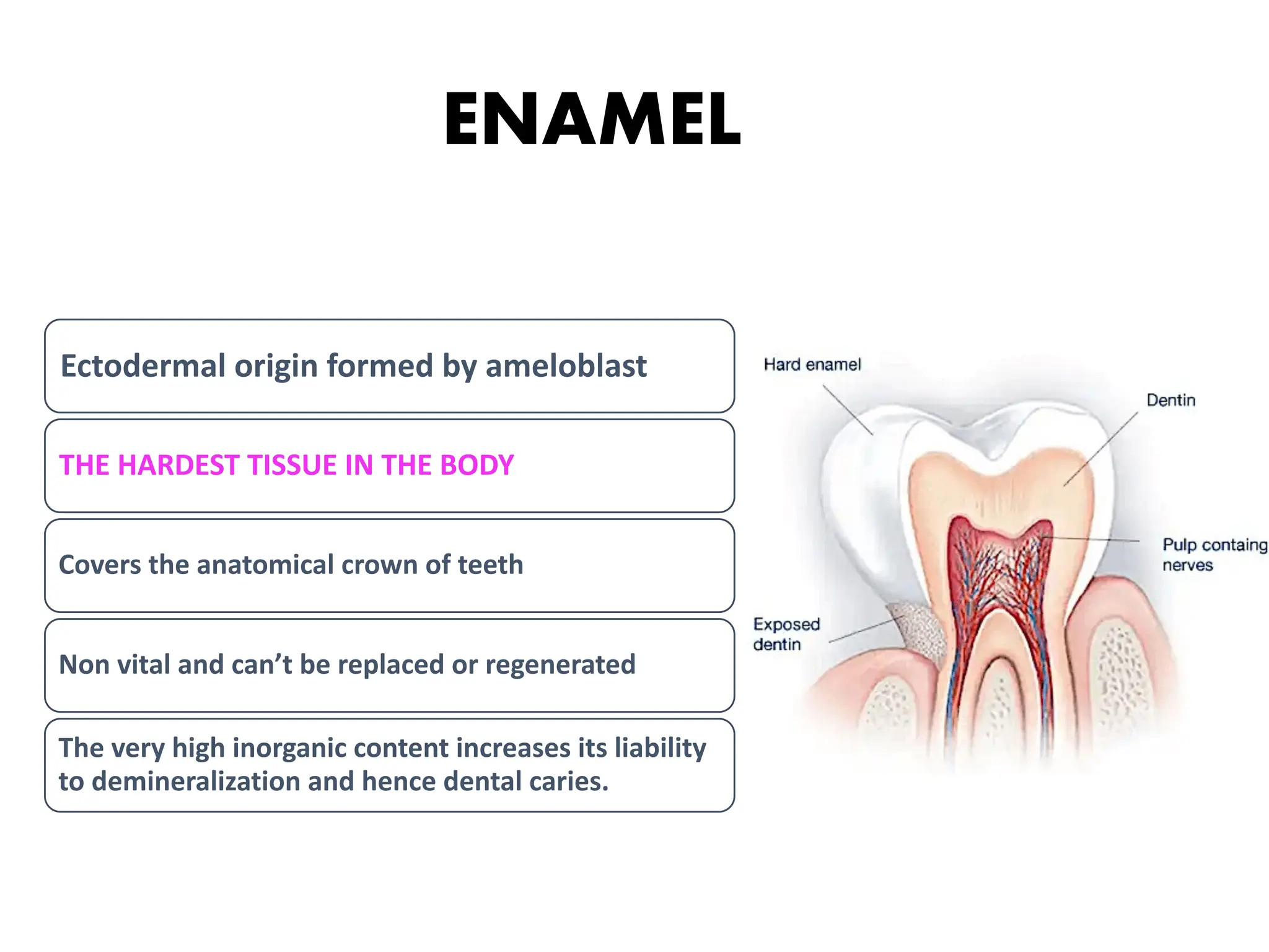 tooth enamel full chapter 'oral histology'.pdf