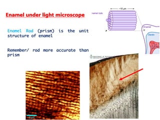 tooth enamel full chapter 'oral histology'.pdf