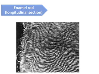 tooth enamel full chapter 'oral histology'.pdf