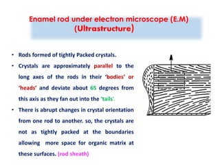 tooth enamel full chapter 'oral histology'.pdf