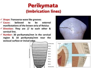 tooth enamel full chapter 'oral histology'.pdf