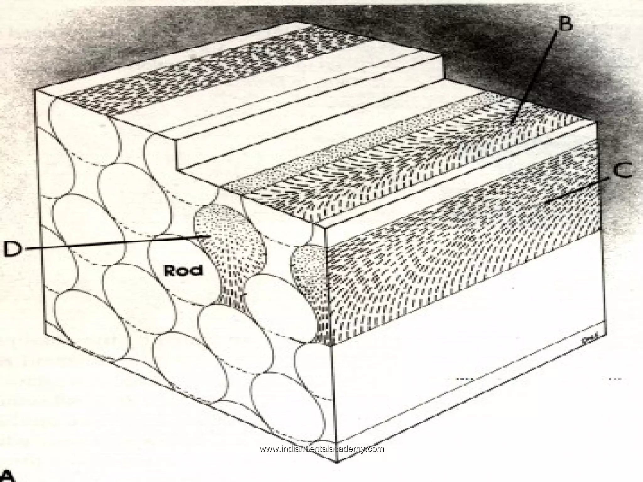  PremmiadAbdul Wahabrods.jpg

www.indiandentalacademy.com

 
