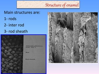 Enamel presentation. prepared by mohammed yahia | PPTX