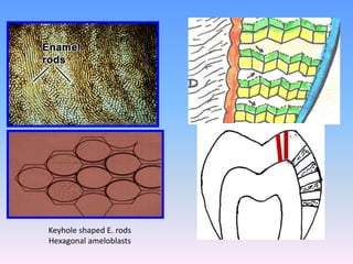 Interlocking Enamel Rods Enamel presentation. prepared by mohammed yahia | PPTX