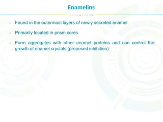 Enamelins
Found in the outermost layers of newly secreted enamel
Primarily located in prism cores
Form aggregates with other enamel proteins and can control the
growth of enamel crystals (proposed inhibition)
 