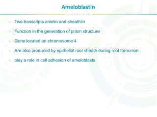 Ameloblastin
Two transcripts amelin and sheathlin
Function in the generation of prism structure
Gene located on chromosome 4
Are also produced by epithelial root sheath during root formation
play a role in cell adhesion of ameloblasts
 