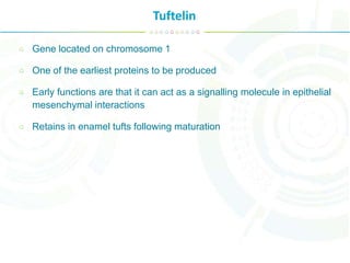 Tuftelin
Gene located on chromosome 1
One of the earliest proteins to be produced
Early functions are that it can act as a signalling molecule in epithelial
mesenchymal interactions
Retains in enamel tufts following maturation
 