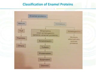 Classification of Enamel Proteins
 
