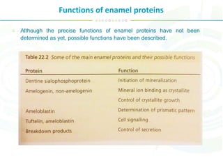 Functions of enamel proteins
Although the precise functions of enamel proteins have not been
determined as yet, possible functions have been described.
 