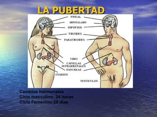 LA PUBERTAD Cambios hormonales Ciclo masculino: 24 horas Ciclo Femenino:28 días  