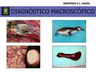 SIMPÓSIO C.L. DAVISDIAGNÓSTICO MACROSCÓPICO