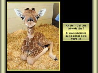 Ah oui ? J’ai une
drôle de tête ?
Si vous saviez ce
que je pense de la
vôtre !!!!
 