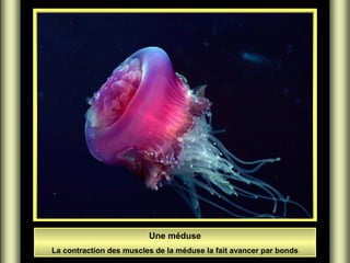 Une méduse
La contraction des muscles de la méduse la fait avancer par bonds
 