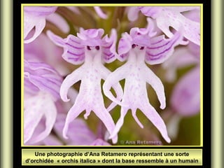 Une photographie d’Ana Retamero représentant une sorte
d’orchidée « orchis italica » dont la base ressemble à un humain
 