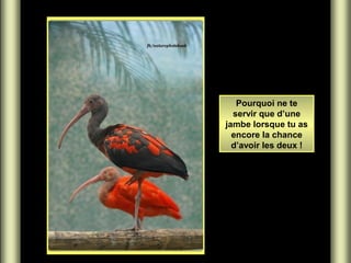 Pourquoi ne te
servir que d’une
jambe lorsque tu as
encore la chance
d’avoir les deux !

 