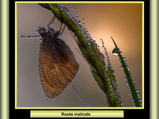 Rosée matinale

 