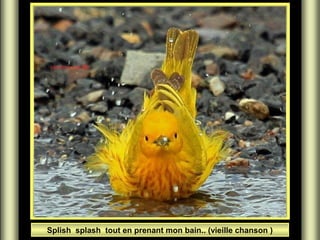 Splish splash tout en prenant mon bain.. (vieille chanson )

 
