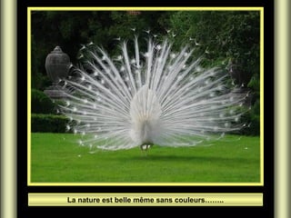 La nature est belle même sans couleurs……..

 
