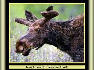 Tenez le pour dit : Je vous ai à l’œil !

 