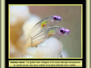 Gobies nains : Le gobie nain voltigeur a le corps allongé transparent,
le ventre jaune, les yeux violets et la ligne latérale bien visible.

 