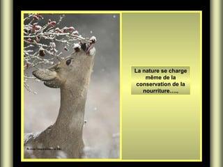 La nature se charge
même de la
conservation de la
nourriture…..

 