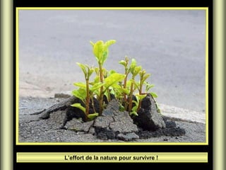 L’effort de la nature pour survivre !

 
