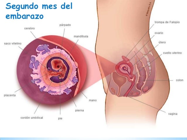 Por Qué Aparece La Falsa Regla Embarazo Primer Trimestre