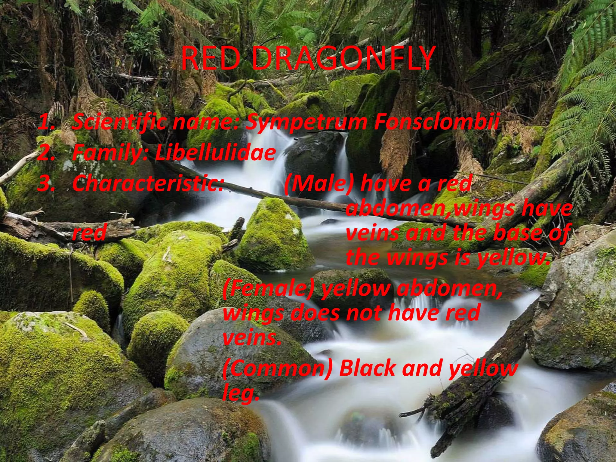 RED DRAGONFLY
1. Scientific name: Sympetrum Fonsclombii
2. Family: Libellulidae
3. Characteristic: (Male) have a red
abdomen,wings have
red veins and the base of
the wings is yellow.
(Female) yellow abdomen,
wings does not have red
veins.
(Common) Black and yellow
leg.
 