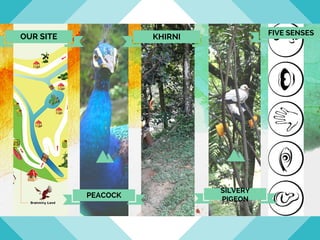 OUR SITE
PEACOCK
FIVE SENSES
SILVERY
PIGEON
KHIRNI
 