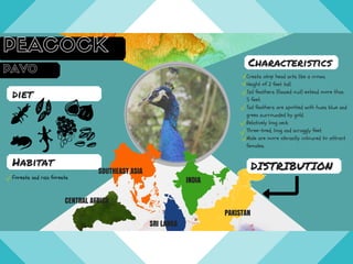 diet
Forests and rain forests
Habitat
Crests atop head acts like a crown.
Height of 2 feet tall.
Tail feathers (fanned out) extend more than
5 feet.
Tail feathers are spotted with hues blue and
green surrounded by gold.
Relatively long neck
Three-toed, long and scraggly feet.
Male are more vibrantly coloured to attract
females.
Characteristics
DISTRIBUTION
CENTRAL AFRICA
SRI LANKA
SOUTHEAST ASIA
INDIA
PAKISTAN
 