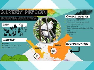 diet
Mangroves
Coastal forests in the lowlands
Hills of offshore islands
Habitat
Plumage of silvery-grey
Males are pale bluish-grey with black
primaries and secondaries.
Upper tail-coverts
Base of tail greyish-white, distal half of tail
black
Orbital skin red.
34-38 cm.
DISTRIBUTIONBORNEO
Characteristics
SUMATRA
 