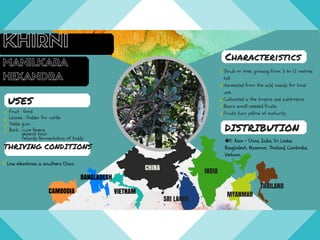 Fruit : food
Leaves : fodder for cattle
Yields gum.
Bark : cure fevers
USES
Low elevations in southern China.
THRIVING CONDITIONS
Shrub or tree, growing from 3 to 12 metres
tall.
Harvested from the wild, mainly for local
use.
Cultivated in the tropics and subtropics
Bears small-seeded fruits
Fruits turn yellow at maturity
DISTRIBUTION
Characteristics
�E. Asia - China, India, Sri Lanka,
Bangladesh, Myanmar, Thailand, Cambodia,
Vietnam.
SRI LANKA
CHINA
THAILAND
MYANMAR
INDIA
general tonic
retards fermentation of toddy
BANGLADESH
CAMBODIA VIETNAM
Fruit : food
Leaves : fodder for cattle
Yields gum.
Bark : cure fevers
USES
Low elevations in southern China.
THRIVING CONDITIONS
Shrub or tree, growing from 3 to 12 metres
tall.
Harvested from the wild, mainly for local
use.
Cultivated in the tropics and subtropics
Bears small-seeded fruits
Fruits turn yellow at maturity
DISTRIBUTION
Characteristics
�E. Asia - China, India, Sri Lanka,
Bangladesh, Myanmar, Thailand, Cambodia,
Vietnam.
SRI LANKA
CHINA
THAILAND
MYANMAR
INDIA
general tonic
retards fermentation of toddy
BANGLADESH
CAMBODIA VIETNAM
 