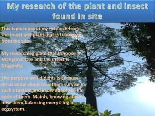 This topic is about my research from
the insect and plant that is I choosen
from the site.
My researching plant that I choose is
Mangrove tree and the insect is
Dragonfly.
The purpose we I did this is because
let us know about how them survive in
such situation and know about the life
cycle of them. Mainly, knowing about
how them balancing everything in
ecosystem.
 