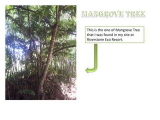 This is the one of Mangrove Tree
that I was found in my site at
Riverstone Eco Resort.
 