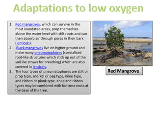 1. Red mangroves, which can survive in the
most inundated areas, prop themselves
above the water level with stilt roots and can
then absorb air through pores in their bark
(lenticels).
2. Black mangroves live on higher ground and
make many pneumatophores (specialised
root-like structures which stick up out of the
soil like straws for breathing) which are also
covered in lenticels.
3. The four types of pneumatophores are stilt or
prop type, snorkel or peg type, knee type,
and ribbon or plank type. Knee and ribbon
types may be combined with buttress roots at
the base of the tree.
Red Mangrove
 