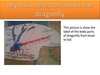 This picture is show the
label of the body parts
of dragonfly from head
to tail.
 