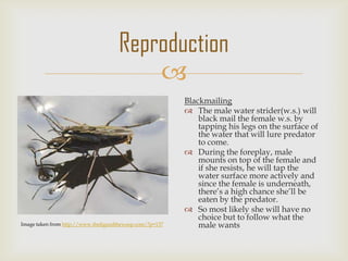 
Reproduction
Image taken from http://www.thefigandthewasp.com/?p=137
Blackmailing
 The male water strider(w.s.) will
black mail the female w.s. by
tapping his legs on the surface of
the water that will lure predator
to come.
 During the foreplay, male
mounts on top of the female and
if she resists, he will tap the
water surface more actively and
since the female is underneath,
there’s a high chance she’ll be
eaten by the predator.
 So most likely she will have no
choice but to follow what the
male wants
 