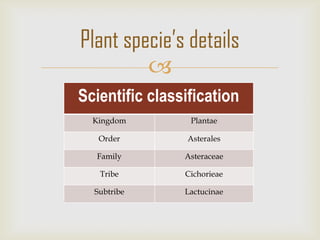 
Plant specie’s details
Scientific classification
Kingdom Plantae
Order Asterales
Family Asteraceae
Tribe Cichorieae
Subtribe Lactucinae
 