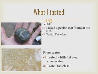 Pebble
 Licked a pebble that found at the
site.
 Taste: Tasteless
What I tasted
River water
 Tasted a little bit clear
river water
 Taste: Tasteless
 