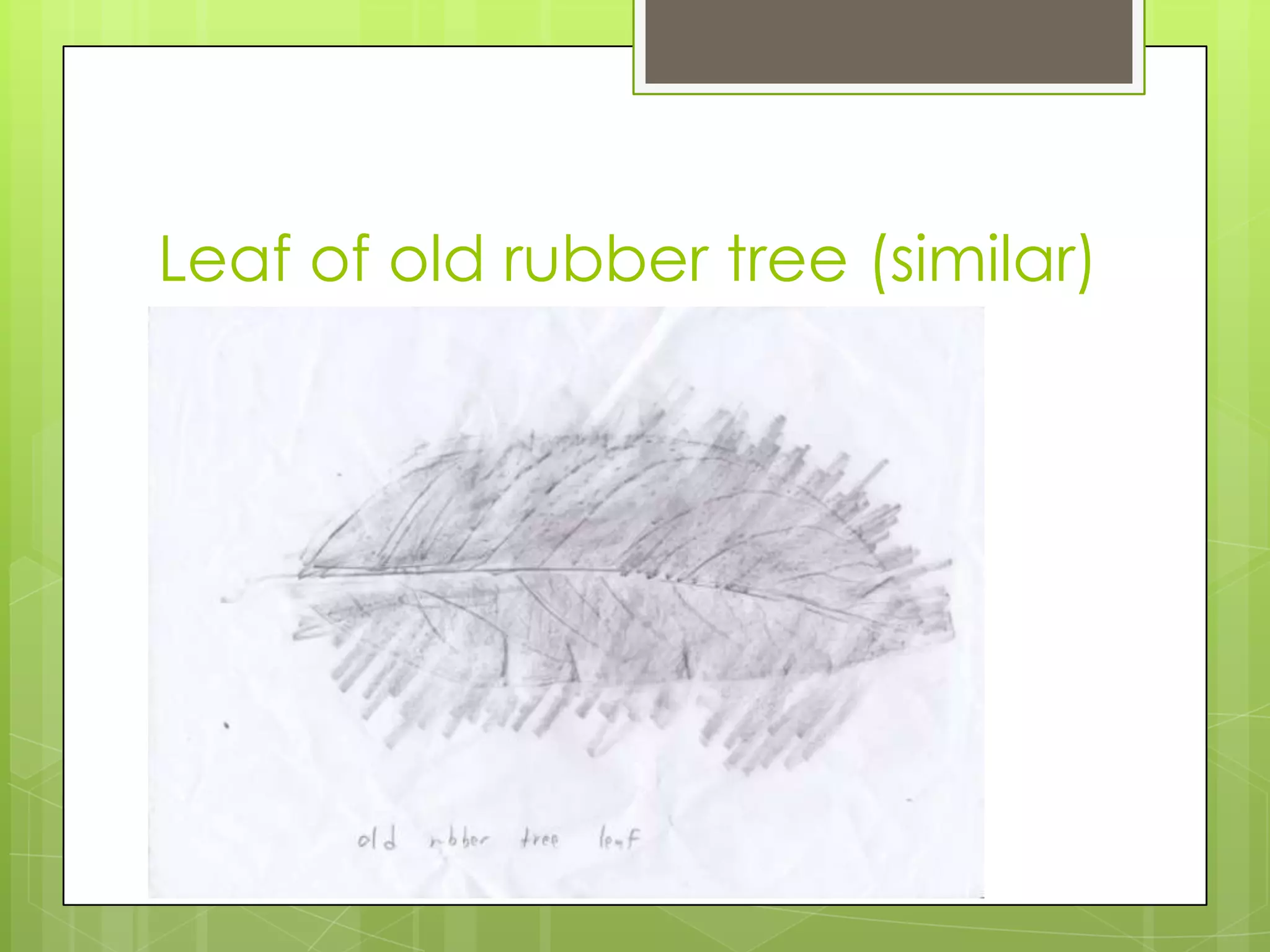 Leaf of old rubber tree (similar)
 